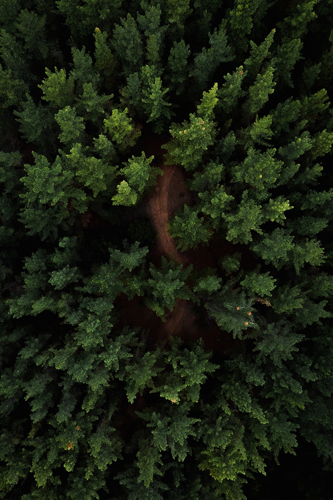 vista-aerea-bosque-verde