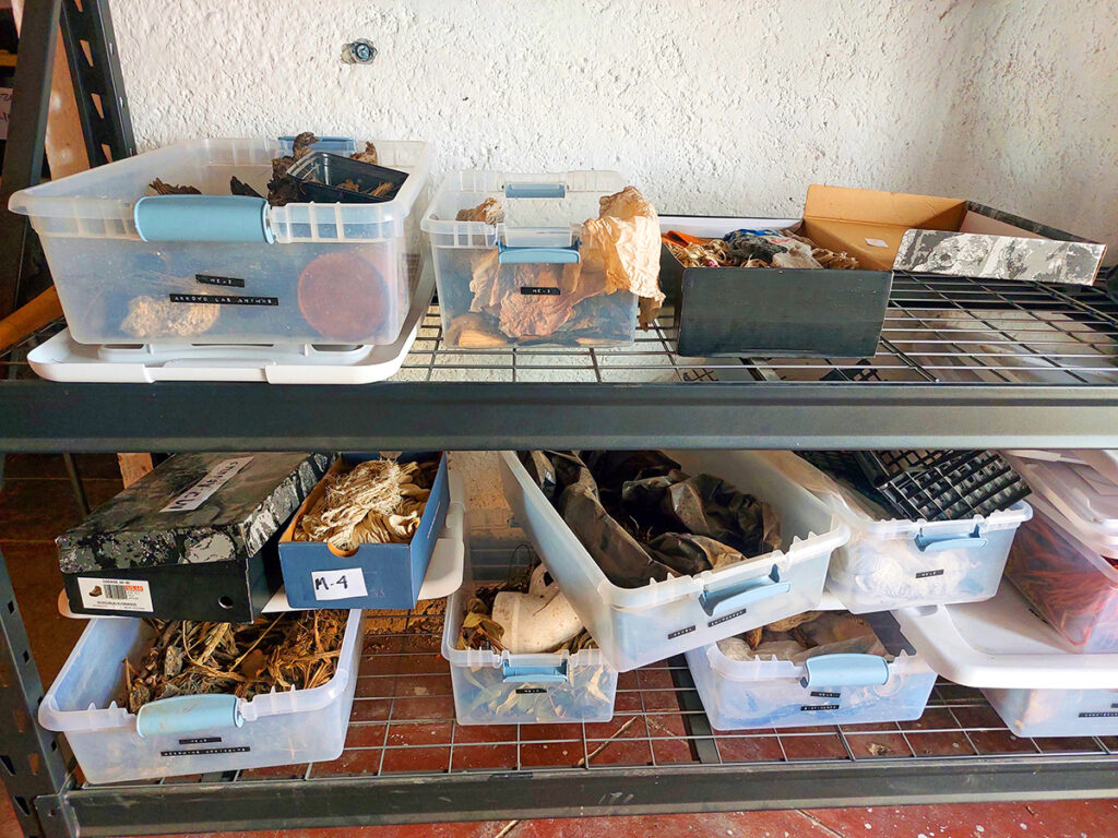 Nortejiendo recoleccion 1